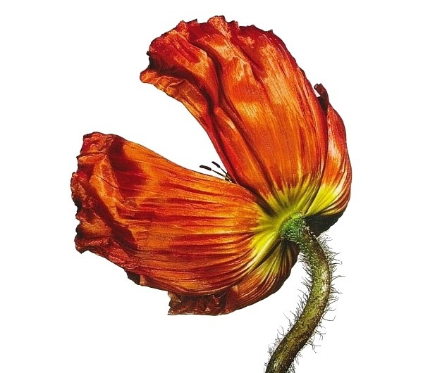 Release cover